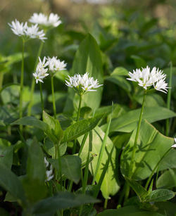 Close-up of white flowering plants on field