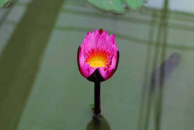 Close-up of pink lotus water lily blooming outdoors