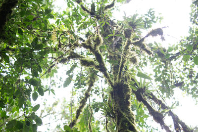 Low angle view of tree