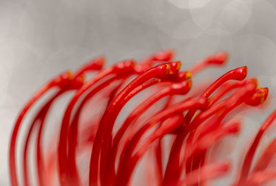 Full frame shot of red chili peppers