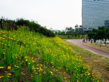 Yellow flowers growing on field
