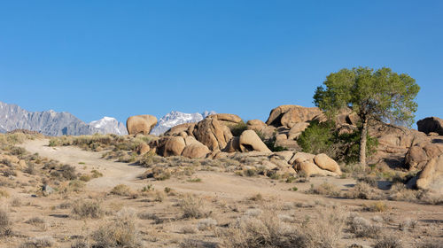 Lone tree in alabama hills surrounded by distinct rock formations