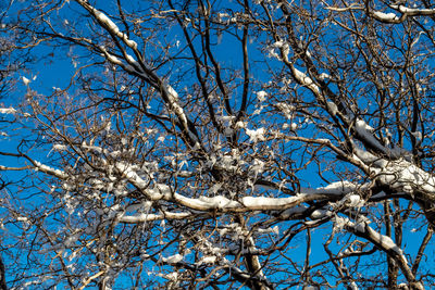 Low angle view of bare tree against blue sky