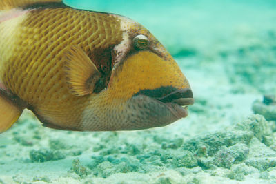 Close-up of fish swimming in sea