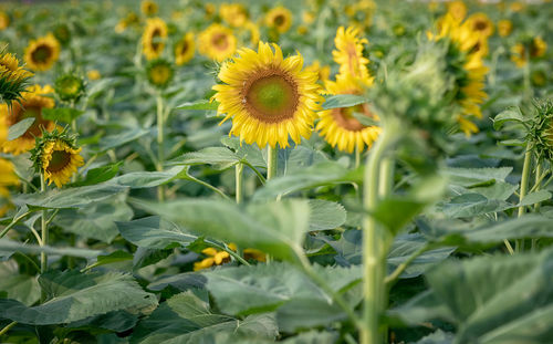 Close-up of sunflower on field