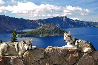 Two dogs lying in front of seascape