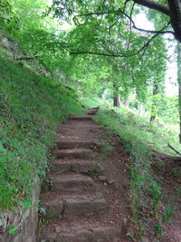 Footpath in forest