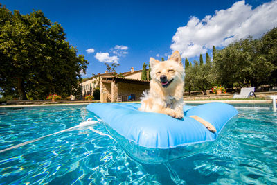 View of a dog in swimming pool