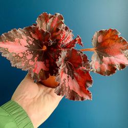 Close-up of hand holding maple leaf against blue sky
