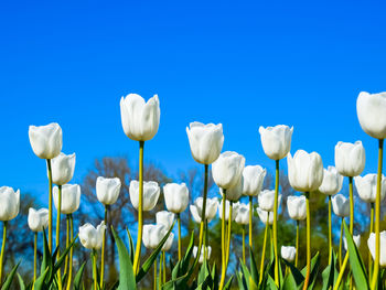 Close-up of white flowering plants on field