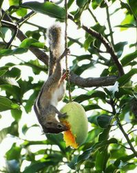 Close-up of bird perching on branch