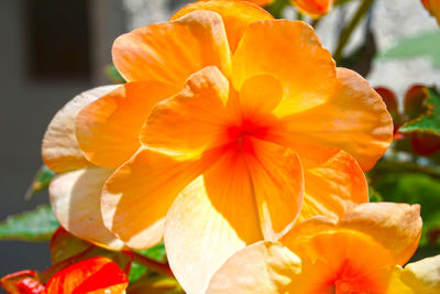 Close-up of orange flower