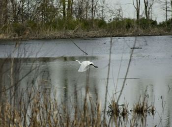 Swan flying over lake