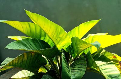Close-up of green leaves