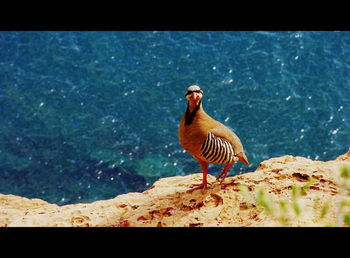 Close-up of bird perching on shore