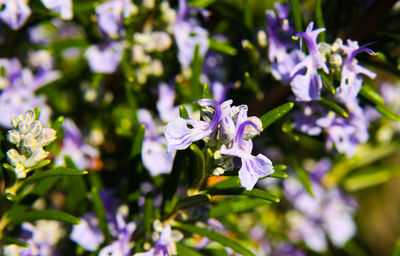 Close-up of purple flowering plant