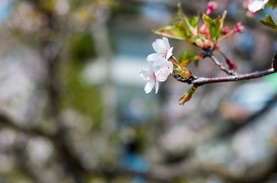 Close-up of cherry blossoms