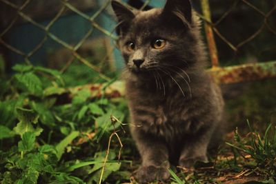 Cat looking away on field