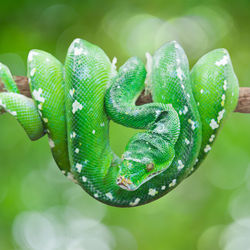 Close-up of lizard on tree