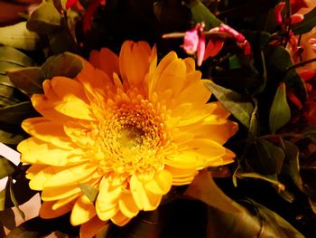 Close-up of yellow flower blooming outdoors