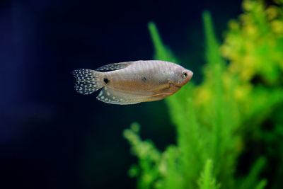 Close-up of fish swimming in aquarium