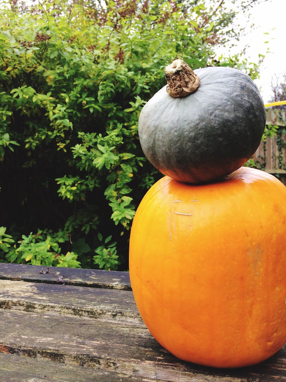 pumpkin, no people, day, outdoors, tree, plant, food, halloween, close-up, nature, jack o lantern