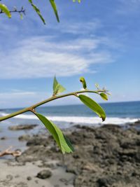 Close-up of plant against sky