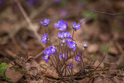 Close-up of purple flowering plants on field