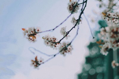 Close-up of cherry blossoms in spring