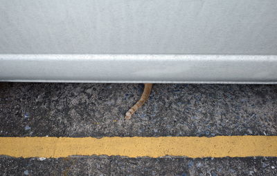 High angle view of a cat tail appearing from under the car.