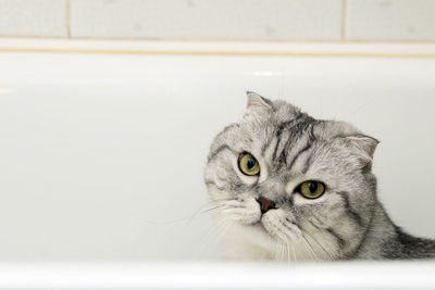 Close-up portrait of cat