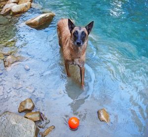 A dog inviting the owner to play with him, an orange rubber toy near