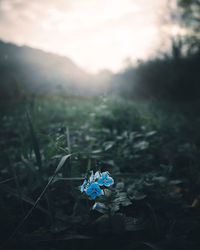 Close-up of butterfly on plant in field