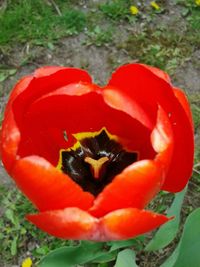 Close-up of insect on red plant