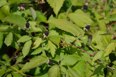 Close-up of ladybug on plant