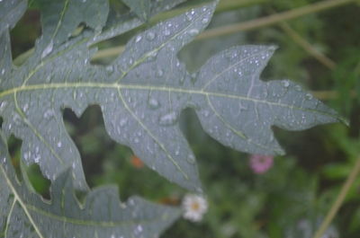 Close-up of raindrops on leaves