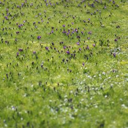 Full frame shot of flowers growing on field