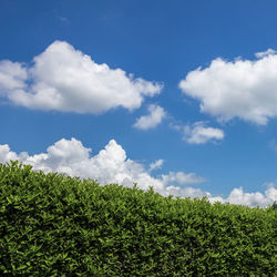 Low angle view of trees on field against sky