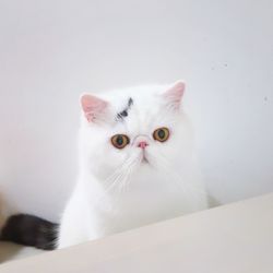 Close-up portrait of white cat against wall