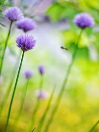 Close-up of insect on purple flower