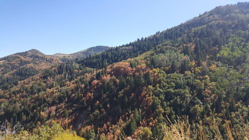 Scenic view of forest against clear sky