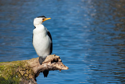 Bird perching on driftwood against lake