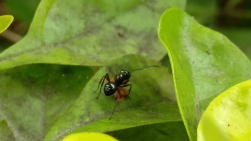 Close-up of ladybug on leaf