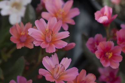 Close-up of pink flowering plants