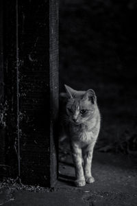 Cat standing by wall