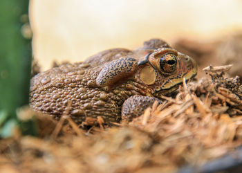 Close-up of frog on land