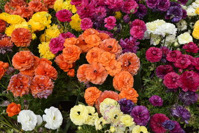 High angle view of multi colored flowering plants