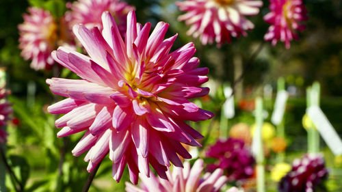 Close-up of pink flower