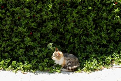 Cat living in mykonos town