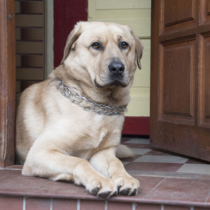 Close-up of dog sitting on door